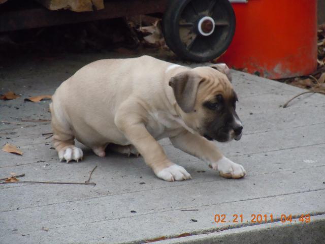 28165_puppies_feb182011_045.jpg
