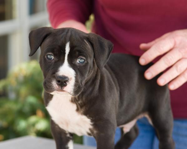 28165_puppies_feb92011_014.jpg