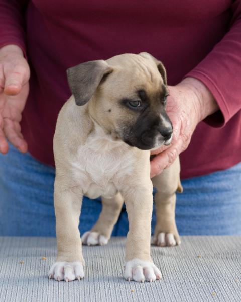28165_puppies_feb92011_024.jpg