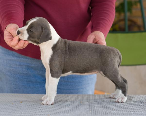 28165_puppies_feb92011_026.jpg