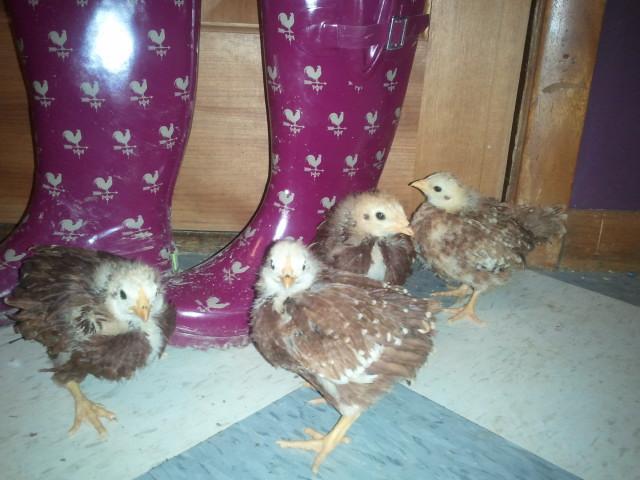 28169_chicksboots.jpg