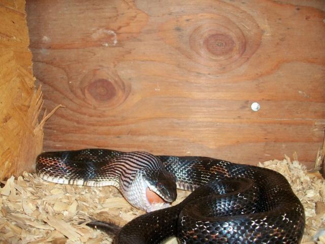 28191_rat_snake.jpg