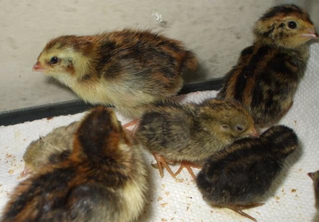 28205_babyquail.jpg