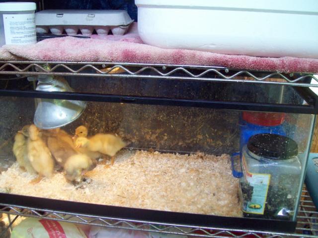 28220_100_3045.jpg