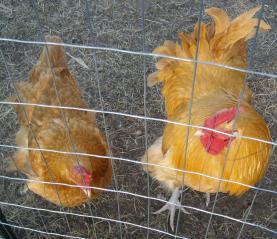 28232_bo_hen_and_rooster.jpg