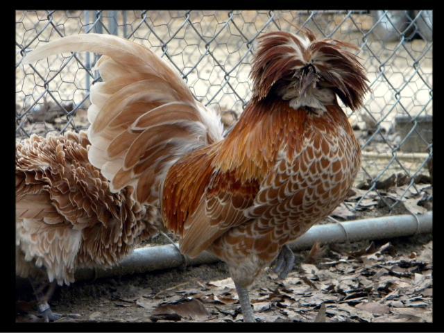 Show Quality Smooth And Frizzled Buff Laced Polish Bantam Hatching Eggs 6 