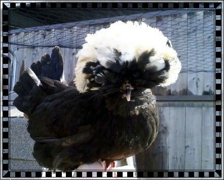 28234_black_polish_pullet_3.jpg