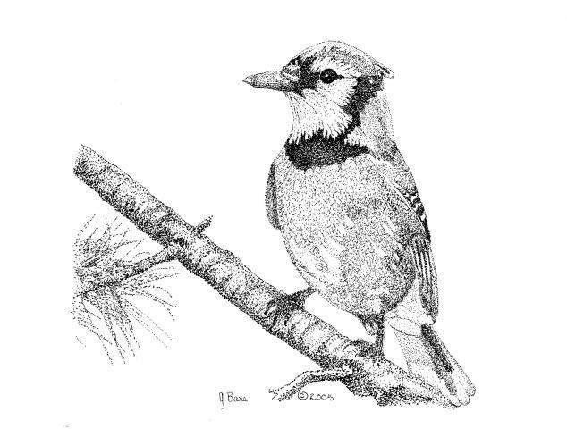 28234_blue_jay.jpg