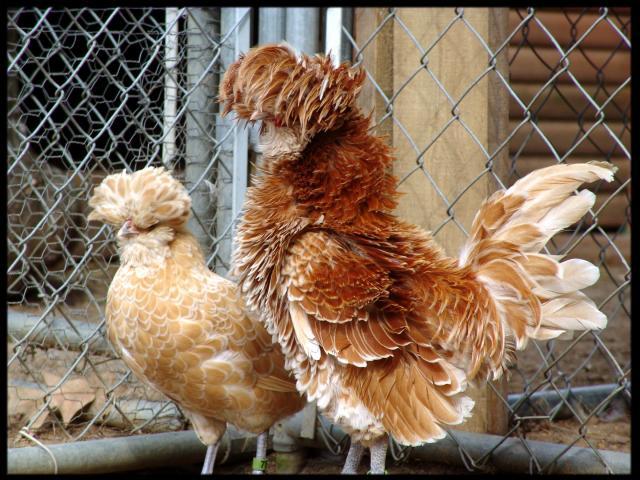 6 Show Quality Smooth And Frizzled Buff Laced Polish Bantam Hatching Eggs 