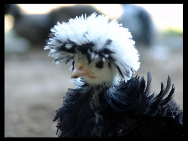 28234_frizzle_chick_4.jpg
