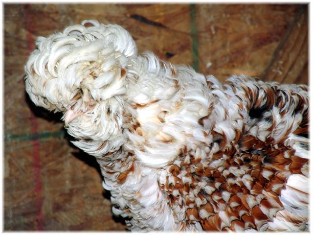 28234_tolbunt_frizzle_hen.jpg