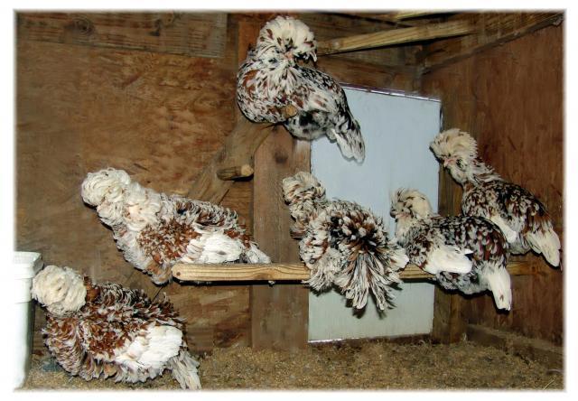 28234_tolbunts_roosting.jpg