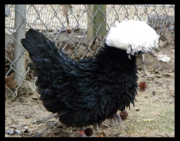 28234_wc_black_hen.jpg