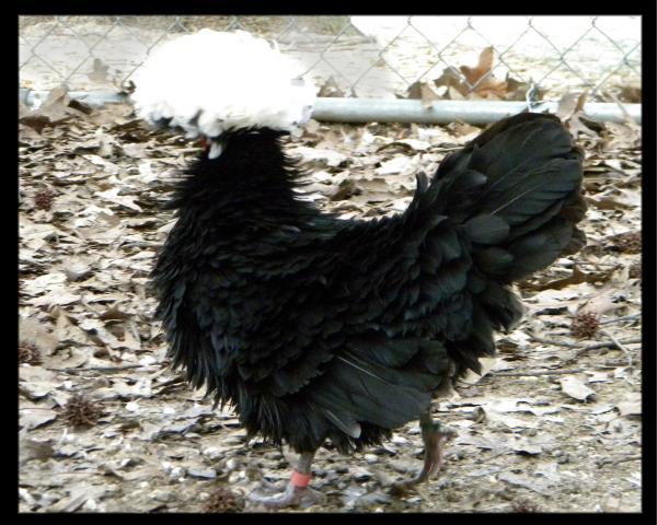 28234_wc_black_hen_1.jpg