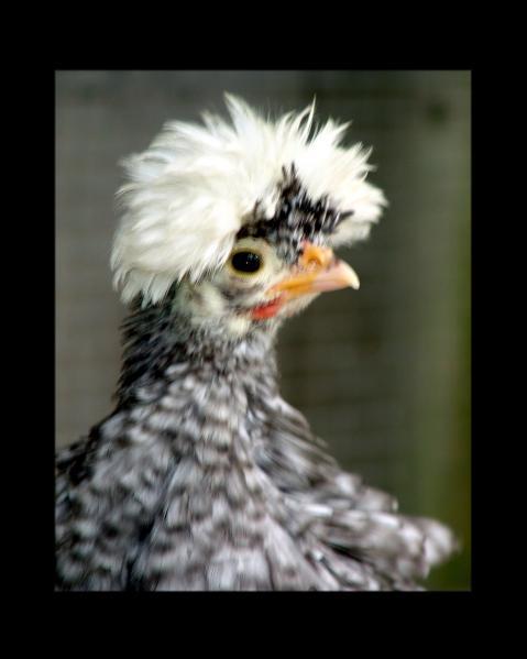 28234_wc_cuckoo_chick.jpg