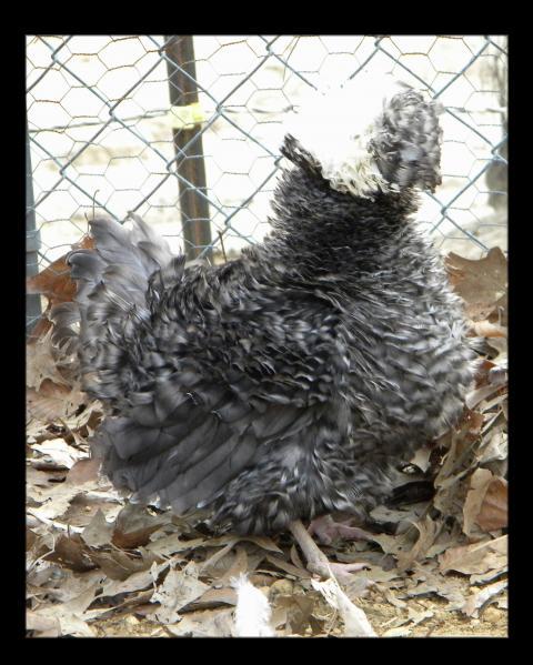28234_wc_cuckoo_friz_hen.jpg