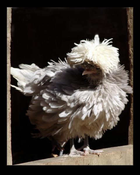 28234_wc_frizzle_chick_roo.jpg