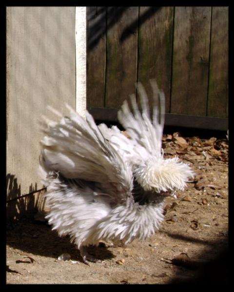 28234_wc_frizzle_chick_roo_2.jpg