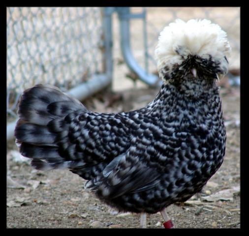 28234_wc_smooth_cuckoo_hen.jpg