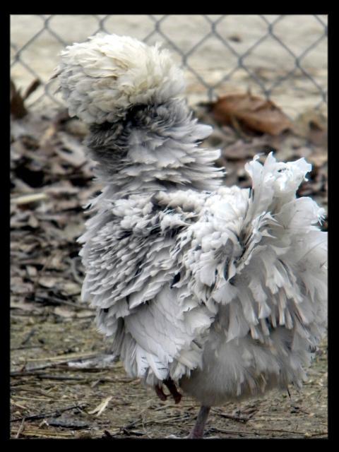 28234_wc_splash_hen_1.jpg