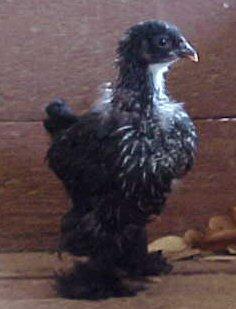 28236_blacklemonblue2.jpg