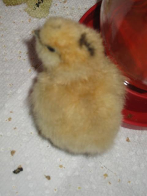 28242_2011igor_4234.jpg