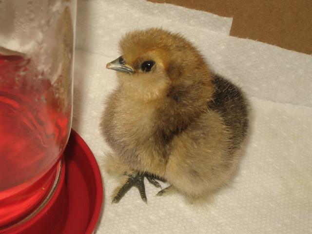 28242_buff_silkie_4325.jpg