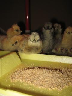 28242_silkies_2011_hatch_4036.jpg