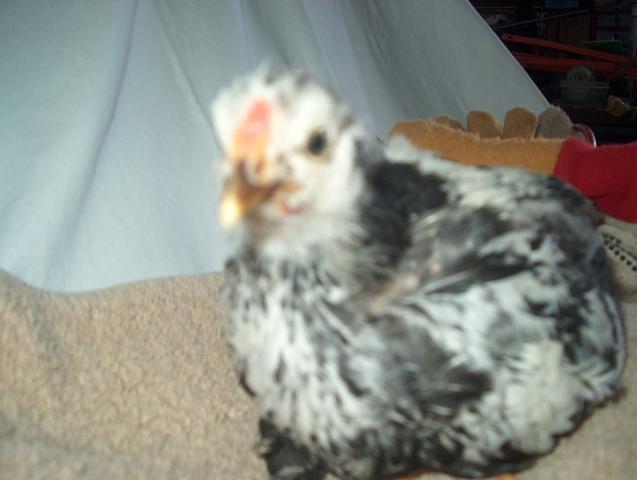 28261_4_week_old_chicks_004.jpg