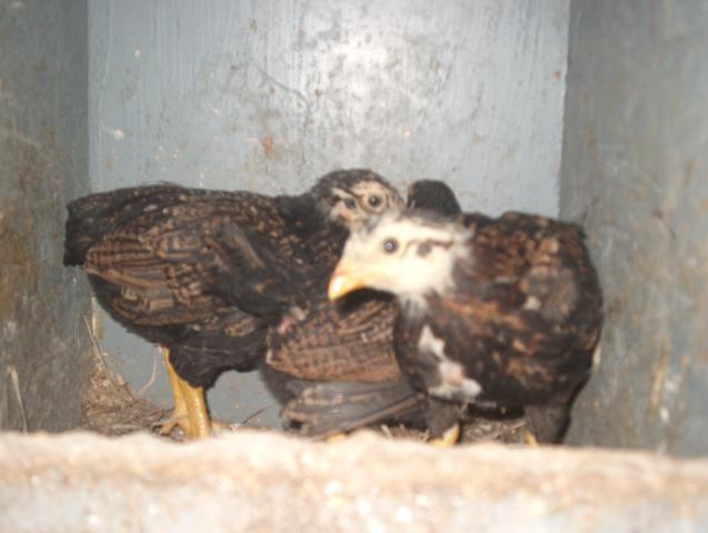 28261_5_week_old_chicks_005.jpg