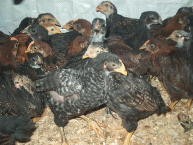 28261_5_week_old_chicks_009.jpg