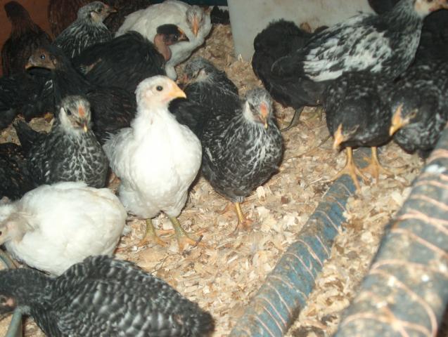 28261_5_week_old_chicks_013.jpg