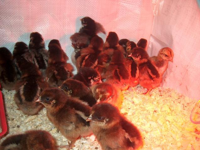 28261_bt_chicks_3.jpg