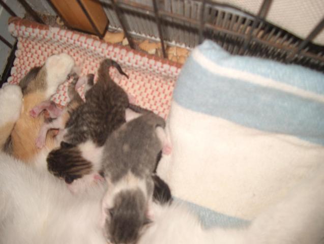 28261_easter_kittens_2011-a.jpg