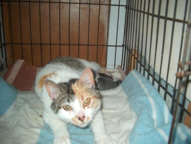 28261_easter_kittens_2011-c.jpg