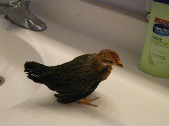 28304_bantams_029.jpg