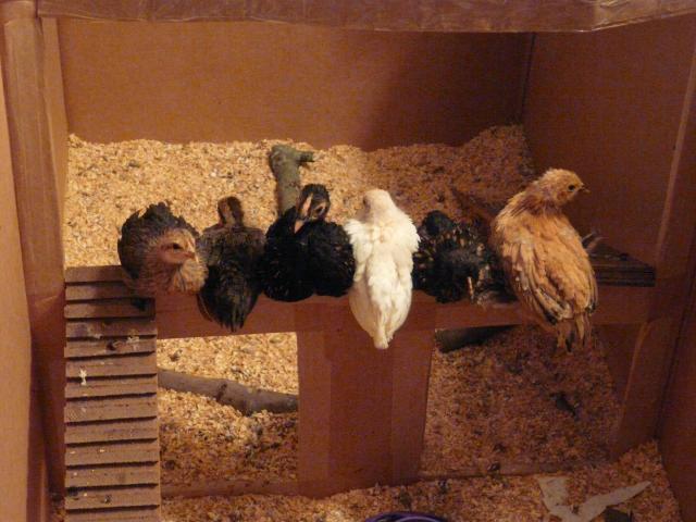 28304_chickens_002.jpg