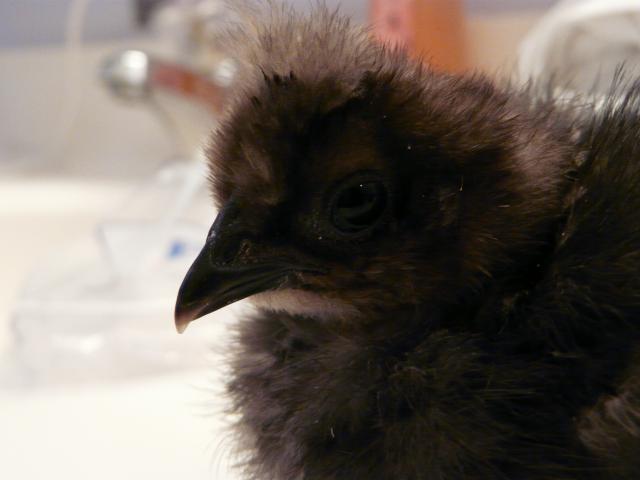 28304_chickens_005.jpg