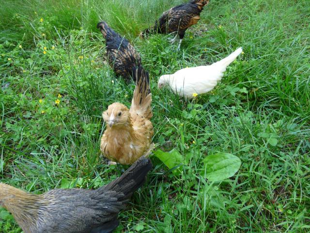 28304_chickens_may_30_2009_003.jpg