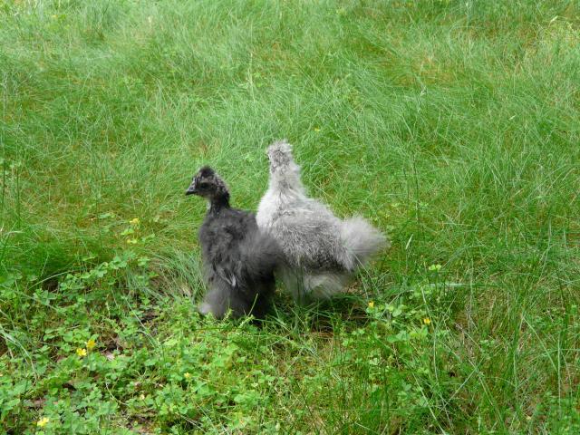 28304_chickens_may_30_2009_015.jpg