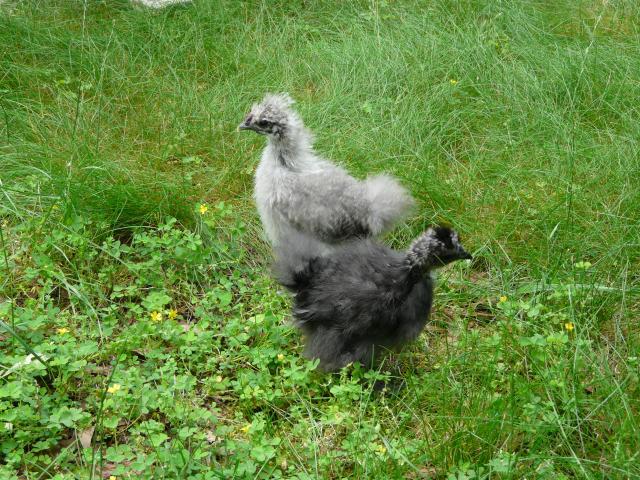 28304_chickens_may_30_2009_016.jpg