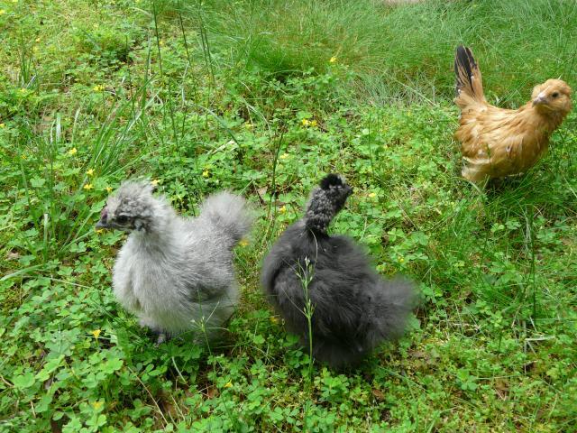 28304_chickens_may_30_2009_022.jpg
