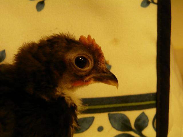 28304_chickies_june_3rd_002.jpg