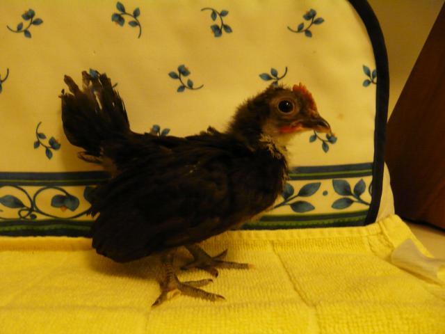 28304_chickies_june_3rd_004.jpg