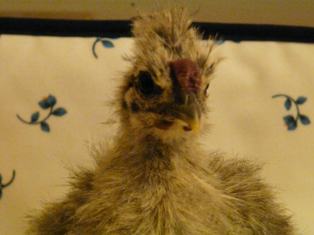 28304_chickies_june_3rd_029.jpg