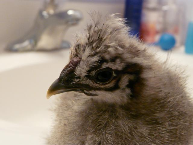 28304_silkie.jpg