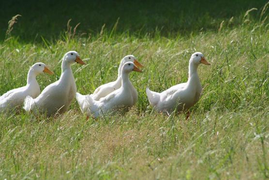 2832_allducksheadhome.jpg