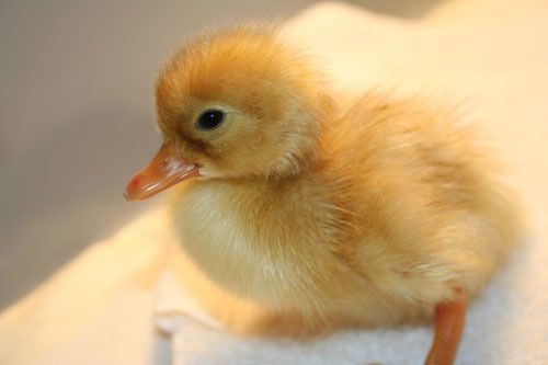 2832_duckling1a2_004.jpg