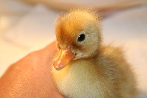 2832_duckling1a2_007.jpg