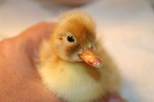 2832_duckling1a2_008.jpg